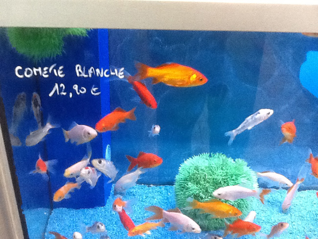 La musica in festa lungo le strade di Parigi – FOTO E VIDEO