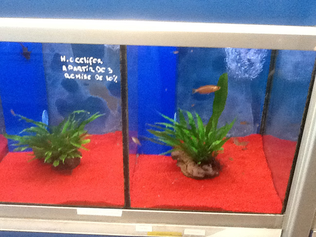 La musica in festa lungo le strade di Parigi – FOTO E VIDEO