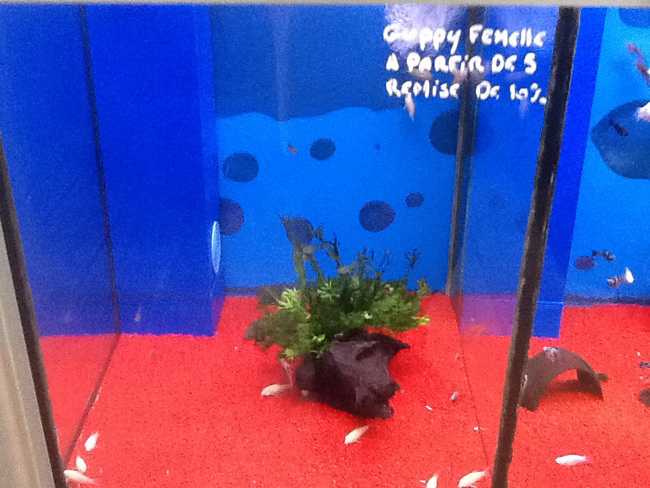 La musica in festa lungo le strade di Parigi – FOTO E VIDEO