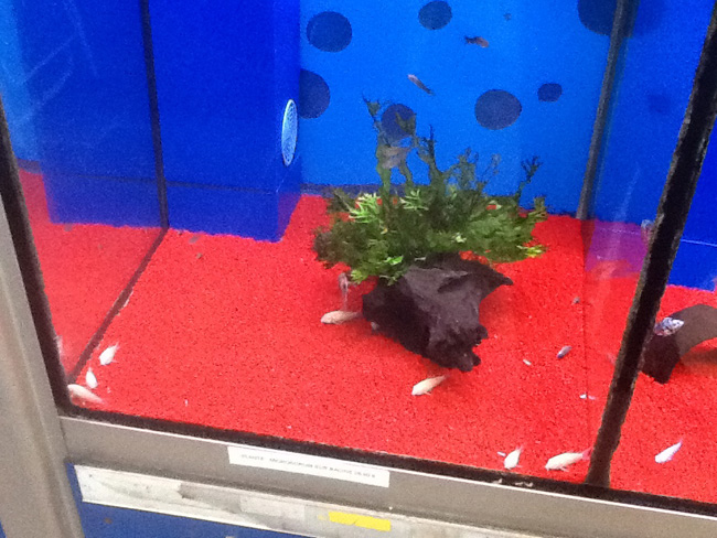 La musica in festa lungo le strade di Parigi – FOTO E VIDEO