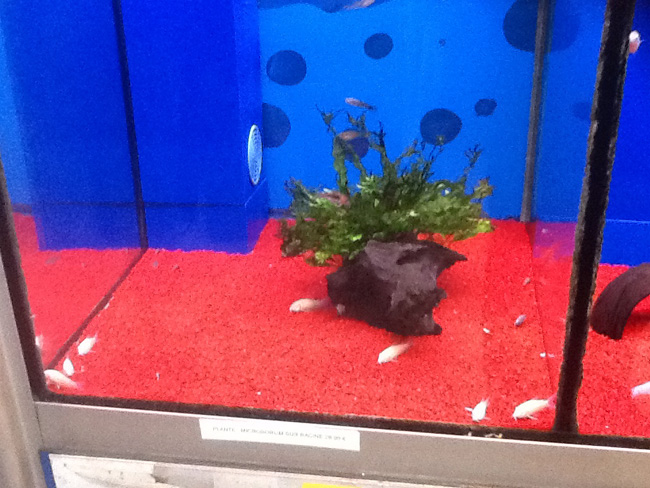 La musica in festa lungo le strade di Parigi – FOTO E VIDEO