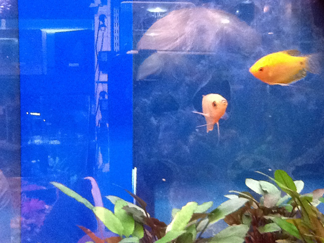 La musica in festa lungo le strade di Parigi – FOTO E VIDEO