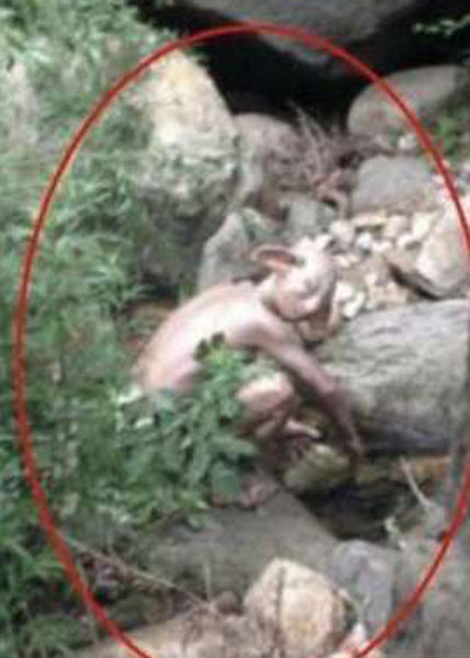 Gollum o alieno? Immortalata una creatura non umana. Ma… Gollum o alieno? Immortalata una creatura non umana. Ma…