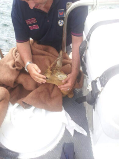 Salvato un capriolo disperso in mezzo al mare. Le immagini