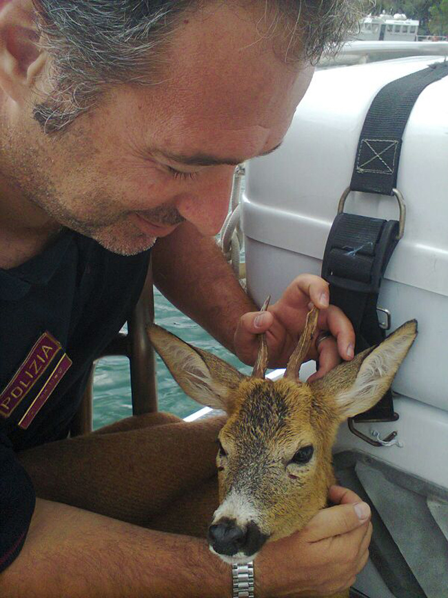 Salvato un capriolo disperso in mezzo al mare. Le immagini Salvato un capriolo disperso in mezzo al mare. Le immagini