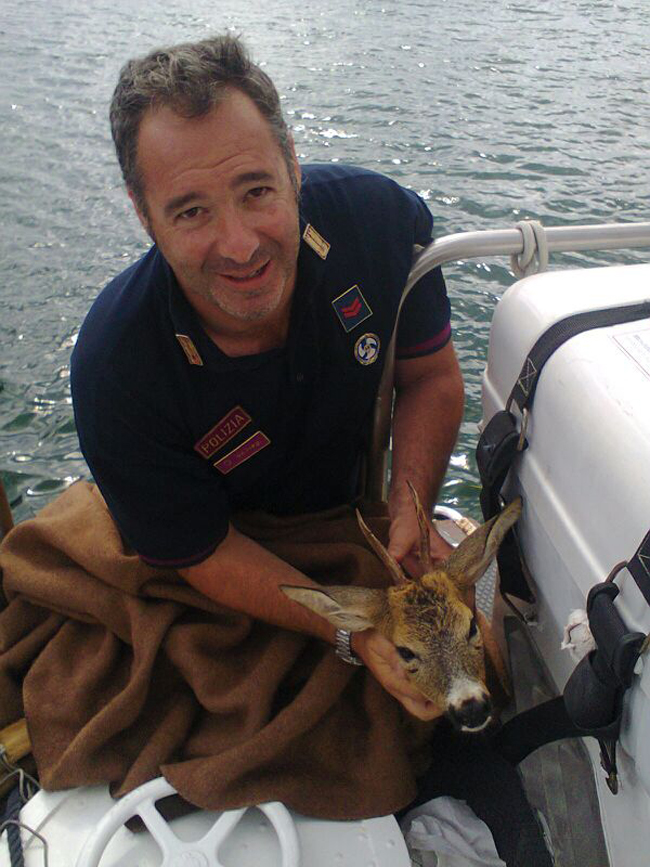 Salvato un capriolo disperso in mezzo al mare. Le immagini Salvato un capriolo disperso in mezzo al mare. Le immagini