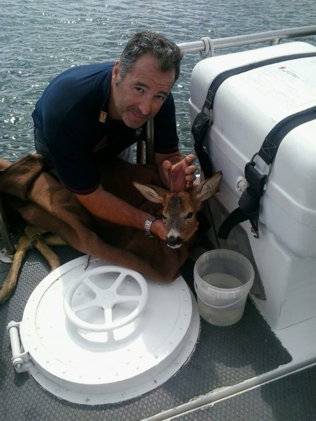 Salvato un capriolo disperso in mezzo al mare. Le immagini Salvato un capriolo disperso in mezzo al mare. Le immagini