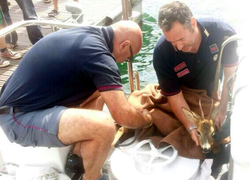 Salvato un capriolo disperso in mezzo al mare. Le immagini Salvato un capriolo disperso in mezzo al mare. Le immagini