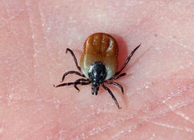 Scoperta nuova malattia trasmessa dalle zecche. Causa febbre a 40°