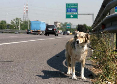 Cani, è l’estate più nera di sempre: a luglio record di abbandoni