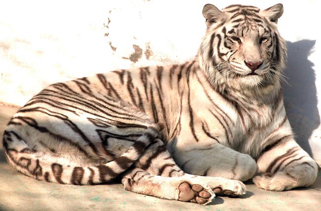 Tiger Day, WWF: in 100 anni perso il 97% dei felini selvatici Tiger Day, WWF: in 100 anni perso il 97% dei felini selvatici