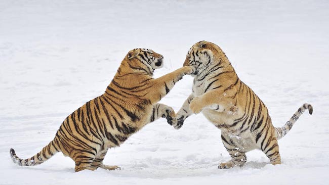 Tiger Day, WWF: in 100 anni perso il 97% dei felini selvatici Tiger Day, WWF: in 100 anni perso il 97% dei felini selvatici