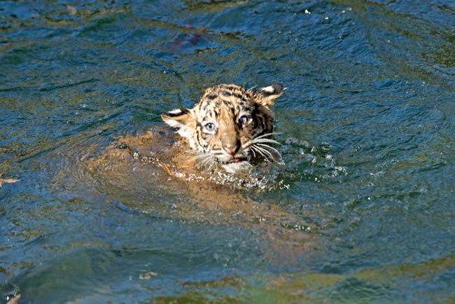 Tiger Day, WWF: in 100 anni perso il 97% dei felini selvatici Tiger Day, WWF: in 100 anni perso il 97% dei felini selvatici