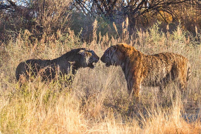 Tiger Day, WWF: in 100 anni perso il 97% dei felini selvatici Tiger Day, WWF: in 100 anni perso il 97% dei felini selvatici