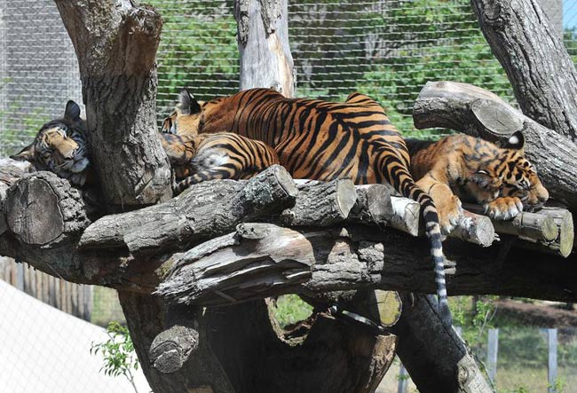 Tiger Day, WWF: in 100 anni perso il 97% dei felini selvatici Tiger Day, WWF: in 100 anni perso il 97% dei felini selvatici