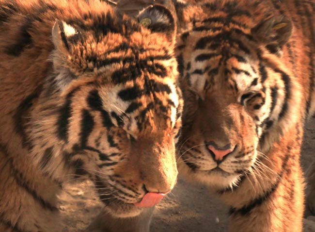 Tiger Day, WWF: in 100 anni perso il 97% dei felini selvatici Tiger Day, WWF: in 100 anni perso il 97% dei felini selvatici