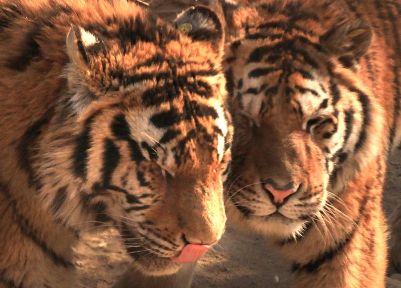 Tiger Day, WWF: in 100 anni perso il 97% dei felini selvatici Tiger Day, WWF: in 100 anni perso il 97% dei felini selvatici
