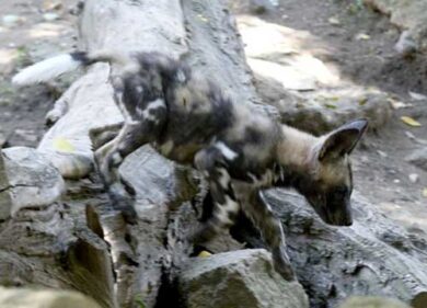 Al Bioparco due piccoli Licaoni. Ai bimbi il compito di trovare i nomi