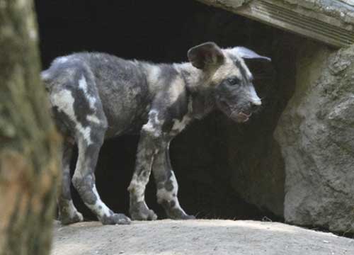 Al Bioparco due piccoli Licaoni. Ai bimbi il compito di trovare i nomi