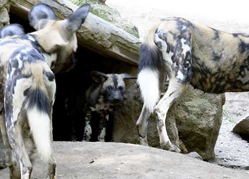Al Bioparco due piccoli Licaoni. Ai bimbi il compito di trovare i nomi