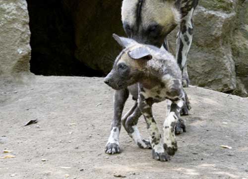 Al Bioparco due piccoli Licaoni. Ai bimbi il compito di trovare i nomi