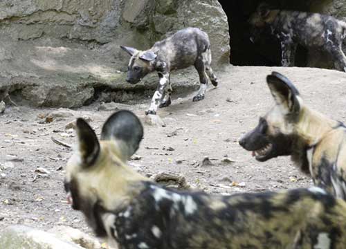 Al Bioparco due piccoli Licaoni. Ai bimbi il compito di trovare i nomi