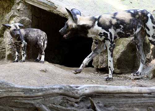 Al Bioparco due piccoli Licaoni. Ai bimbi il compito di trovare i nomi