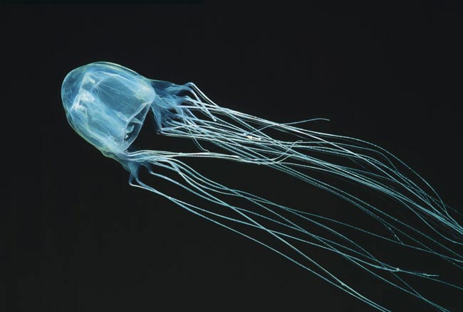 Allarme meduse giganti nell’Adriatico. Hanno un diametro di 80 cm