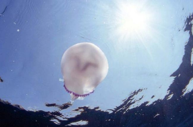 Allarme meduse giganti nell’Adriatico. Hanno un diametro di 80 cm