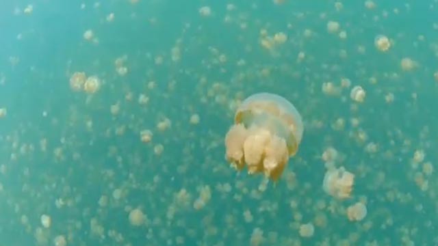 Allarme meduse giganti nell’Adriatico. Hanno un diametro di 80 cm