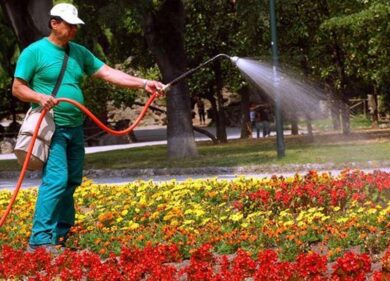 Vuoi un albero in città? Pagatelo. Al verde ci pensino i cittadini