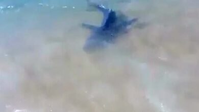Paura sulla spiaggia in Sardegna. Squalo a pochi passi dalla riva