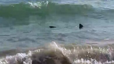 Ostia, avvistato uno squalo a pochi metri dalla riva