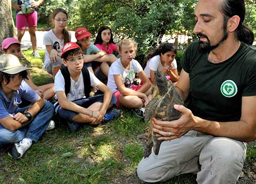Elefanti e rettili per chi “resta”, E si mangia insieme agli ippopotami Elefanti e rettili per chi “resta”, E si mangia insieme agli ippopotami