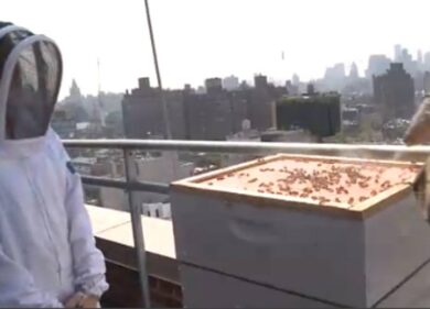 Dopo gli orti, gli alveari urbani. “Il miele è più genuino che in campagna”