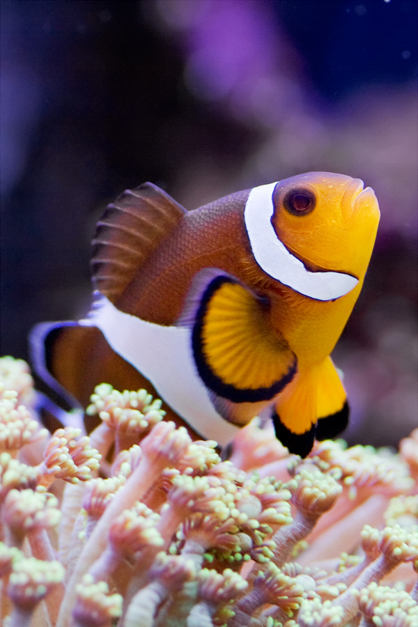 Egitto, le 7 meraviglie di Marsa Alam. Le foto