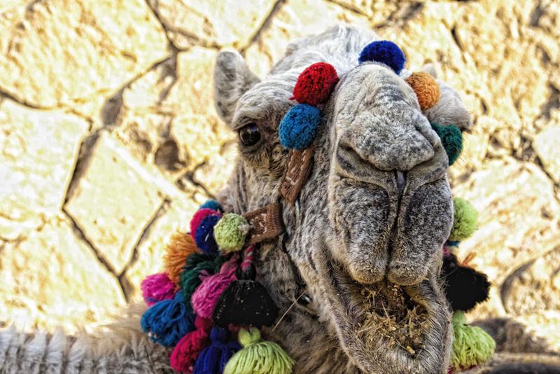 Egitto, le 7 meraviglie di Marsa Alam. Le foto