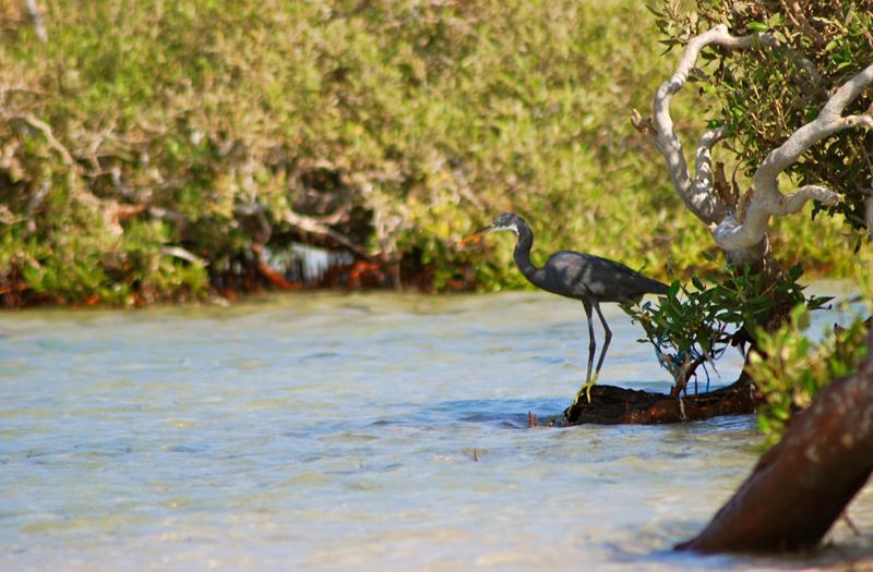 Egitto, le 7 meraviglie di Marsa Alam. Le foto