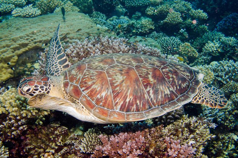 Egitto, le 7 meraviglie di Marsa Alam. Le foto