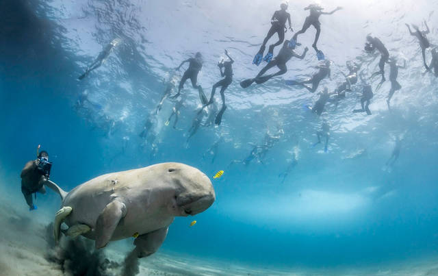 Egitto, le 7 meraviglie di Marsa Alam. Le foto