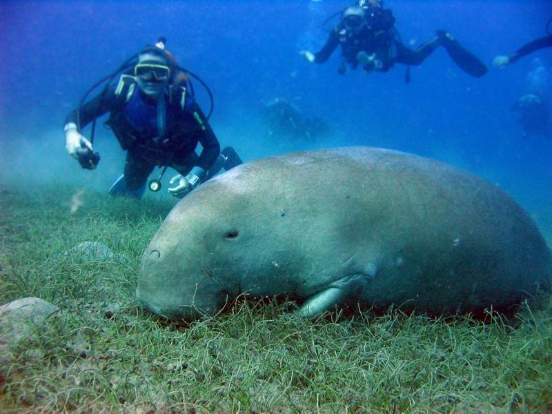 Egitto, le 7 meraviglie di Marsa Alam. Le foto