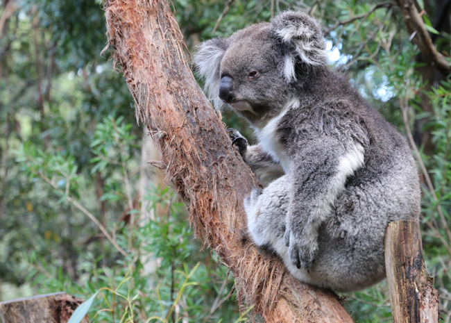 Carne di wallaby e piante aborigene. L’Australia nuova meta dei foodies Carne di wallaby e piante aborigene. L’Australia nuova meta dei foodies
