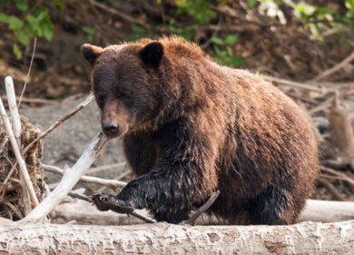 Orso ucciso in Abruzzo, l’indagato confessa: “Sì, sono stato io”