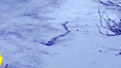 VIDEO: il mostro islandese esiste. Ecco le prove
