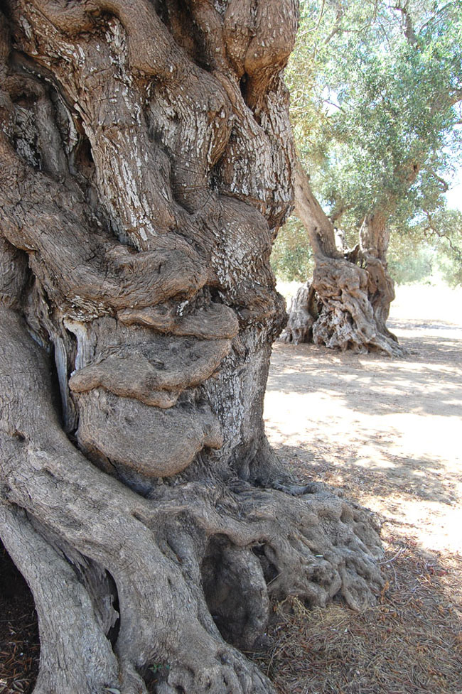 Il Salento tra dieta mediterranea e antiche tradizioni Il Salento tra dieta mediterranea e antiche tradizioni