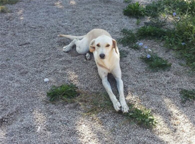 Vita da canile ( e gatti, cavalli ecc). Ecco Blondie…