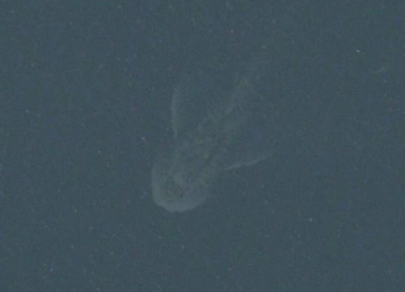 Fotografato il mostro di Lochness