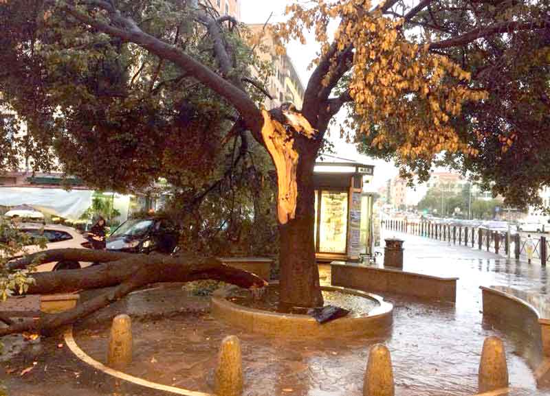 Piove, si schianta l’Alberone. Paura Tevere, livello alto