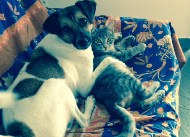 Amori randagi tra cane e gatto. Un esempio anche per l’uomo