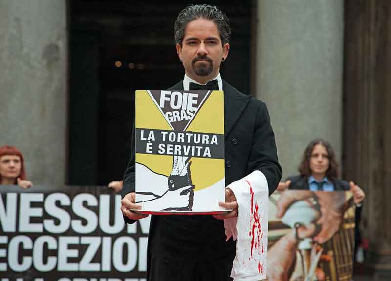 Tutti contro il foie gras. No alla tortura delle oche Tutti contro il foie gras. No alla tortura delle oche
